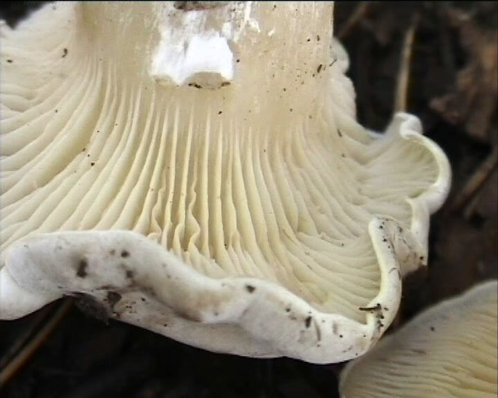 Clitopilus  cystidiatus       Hauskn. & Noordel.